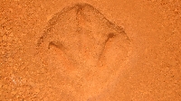 Dinosaur footprints at Gantheaume Point