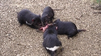 Tasmanian Devils in their Habitat