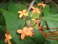 Orange wild flowers on Ko Lanta