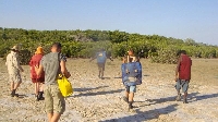 Moving into the mangroves