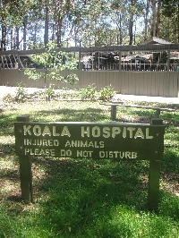 The Koala hospital in Port Macquarie