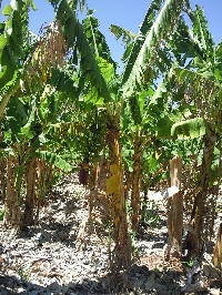 Banana fields in Carnarvon