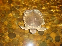 Turtle swimming in the lobby