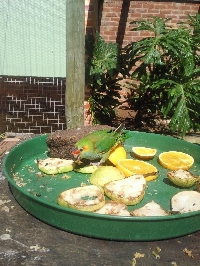 Cute little parrot eating