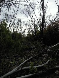 The burned bush land