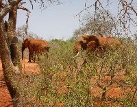 Safari in Kenya, elephants!