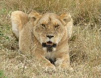 Tiger on a Wildife Safari in Kenya