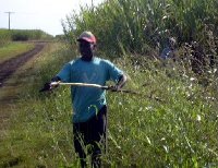 Locals in the sugar cane fields