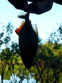 Piranha fishing in Bolivia, pampas tour.