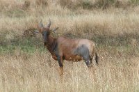 Wildlife photos Serengeti National Park in Tanzania