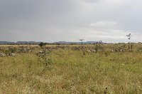 Pictures of the Serengeti National Park in Tanzania