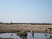 Photos of drinking giraffes in Etosha National Park, Namibia