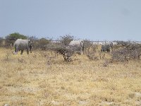 Hurdle of elephants in Etosha National Park, Namibia