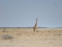 Lonely Giraffe in Etosha National Park, Namibia