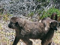 Mom and baby baboon in Botswana