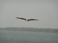 Flying eagles in the Sundarbans National Park, Bangladesh