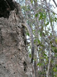 Snake in the Sundarbans National Park, Bangladesh