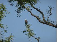 Photo of an eagle in the Sundarbans National Park