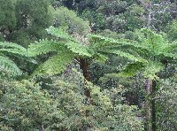 The jungle of New Caledonia