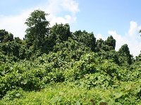 Hiking through the jungle on Vanuatu 