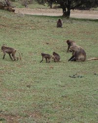 Trip to the Gelada Baboons in Simien Mountains NP, Ethiopia
