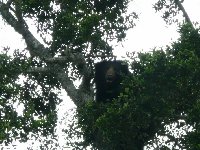 Bear in a tree, Yala National Park, Sri Lanka