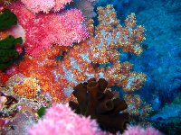 Amazing coral and nudibranches in Palau