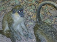 The monkeys in Bijilo Forest Park Bijilo National Park Gambia Diary Pictures