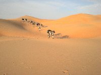 Desert camel ride to the Terjit Oasis Mauritania Holiday Sharing