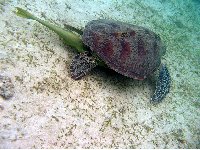 Wildlife pictures Mayotte Island Mamoudzou Travel Blog