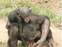 Lola Ya Bonobo sanctuary near Kinshasa Democratic Republic of the Congo Photograph