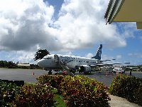 Norfolk Island pine tree tours Kingston Travel Guide