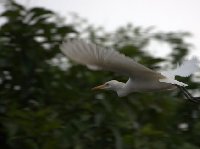 Pictures of Odzala National Park Ewo Republic of the Congo Trip Sharing