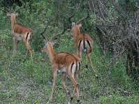 Kenya safari packages Amboseli Trip Guide