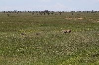 Balloon safari Serengeti Karatu Tanzania Review