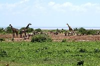 Balloon safari Serengeti Karatu Tanzania Travel Album