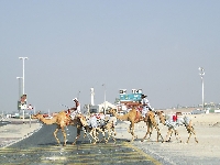 Dubai camels