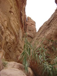 The great temple of Petra Jordan Album Pictures