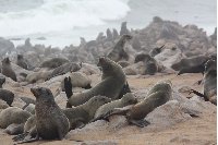 Cape Cross seal reserve Namibia Photograph