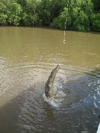 Jumping crocodiles in Darwin Australia Diary Photos