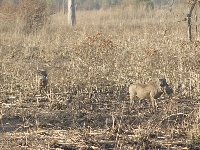 Pendjari National Park Tanguieta Benin Vacation Information