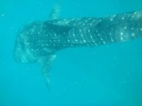 Djibouti whale sharks Vacation Photo