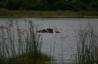 Chobe National Park Botswana Kasane Blog Adventure