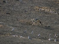 Etosha National Park Namibia Okaukuejo Blog Photos