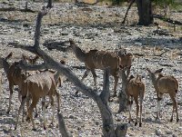 Etosha National Park Namibia Okaukuejo Blog Photo