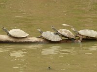 Los Llanos Venezuela Tours Barinas Vacation Information