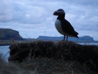 Pictures of puffins in Iceland Vik Vacation Sharing