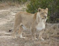 Safari Botlierskop Private Game Reserve Moordkuil South Africa Story Sharing