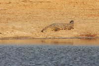 Safari Hwange Zimbabwe Album Photos
