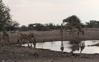 Etosha National Park Namibia Picture Sharing